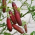 Australijska limonka palcowa